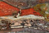 Stromatolite Slice - Pilbara, Australia ( Billion Years) #180183-1